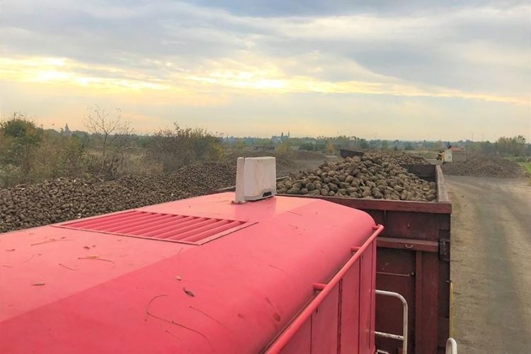 Rail Cargo Hungaria's role in the sugar beet harvest