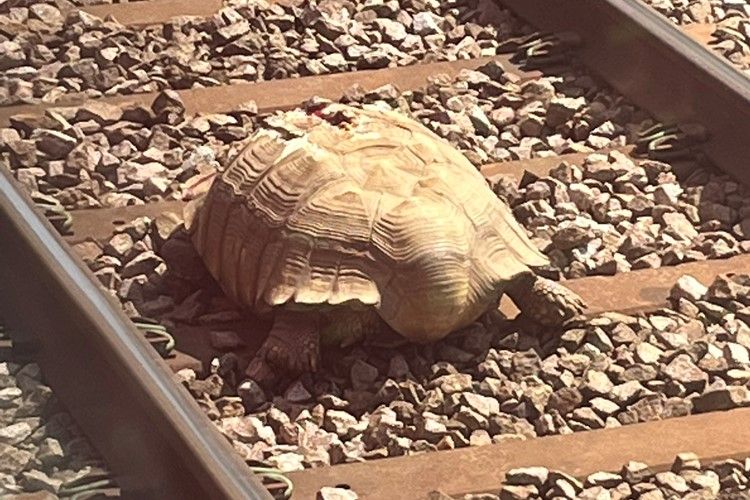Tortoise on rail: giant turtle stopped train transport on track in southeast England