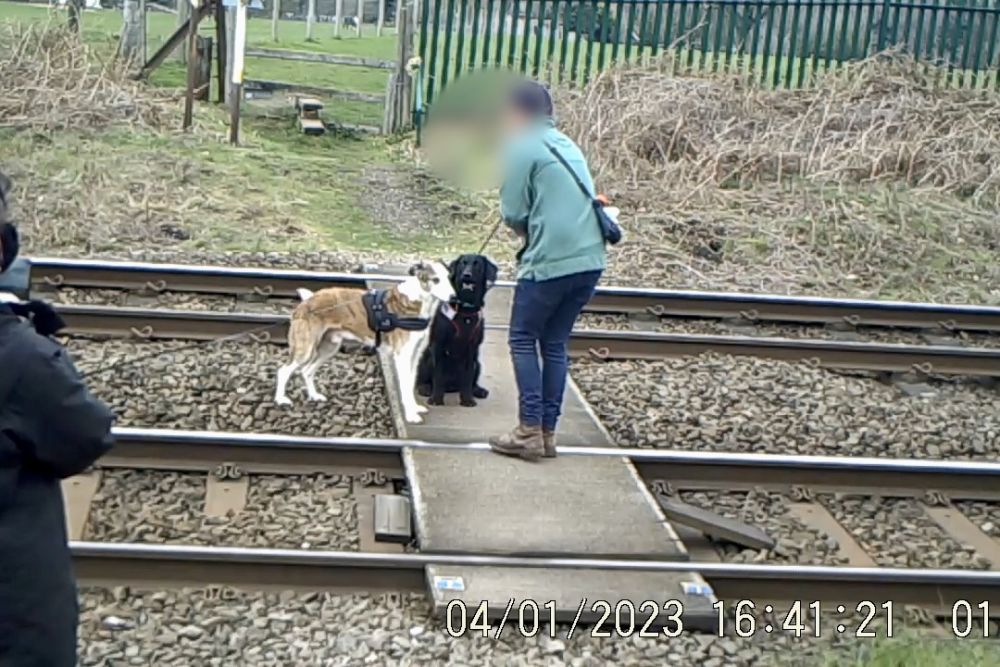 a dog walker encouraging two dogs to sit on the tracks while an onlooker takes a photo of them © Network Rail